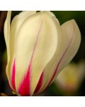Magnolia ’Sunrise’ полив
